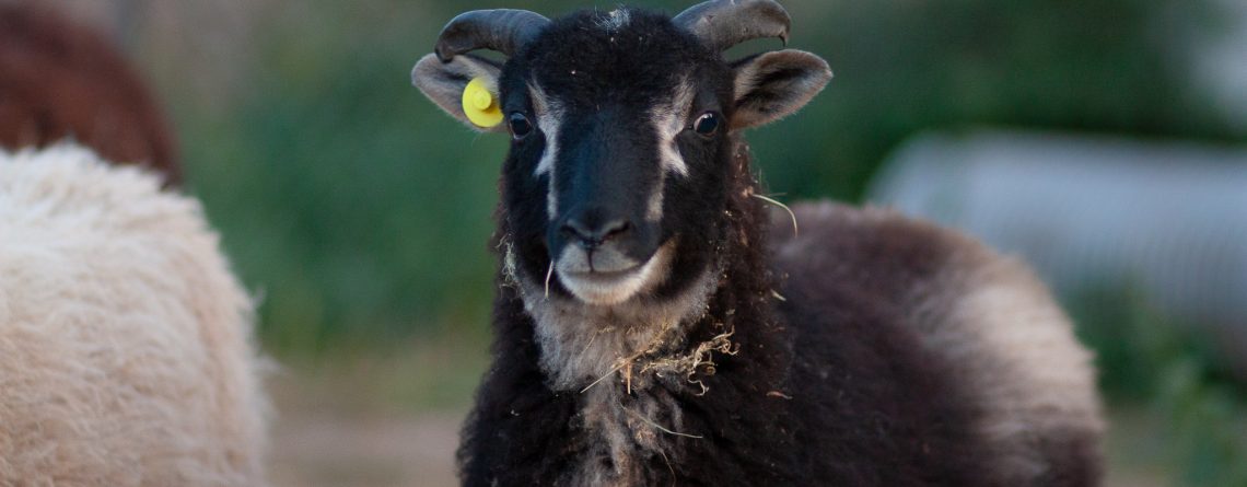 2sheeps.com Shetlandská ovca