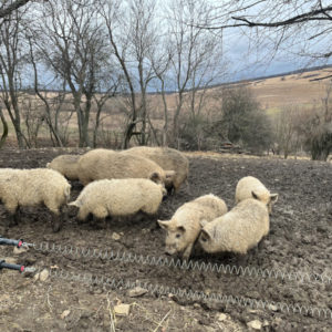 Štrikujeme na Biofarme Kaška pre Amazonky a Bellisky – Obrázok 16