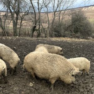 Štrikujeme na Biofarme Kaška pre Amazonky a Bellisky – Obrázok 8