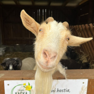 Štrikujeme na Biofarme Kaška pre Amazonky a Bellisky – Obrázok 9