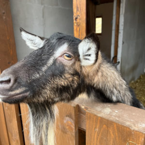 Štrikujeme na Biofarme Kaška pre Amazonky a Bellisky – Obrázok 10