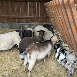 Štrikujeme na Biofarme Kaška pre Amazonky a Bellisky – Obrázok 11