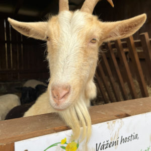 Štrikujeme na Biofarme Kaška pre Amazonky a Bellisky – Obrázok 12